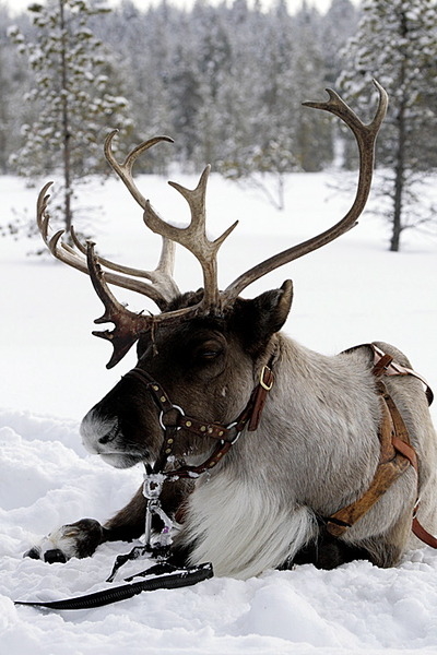 Reindeer Reindeer
