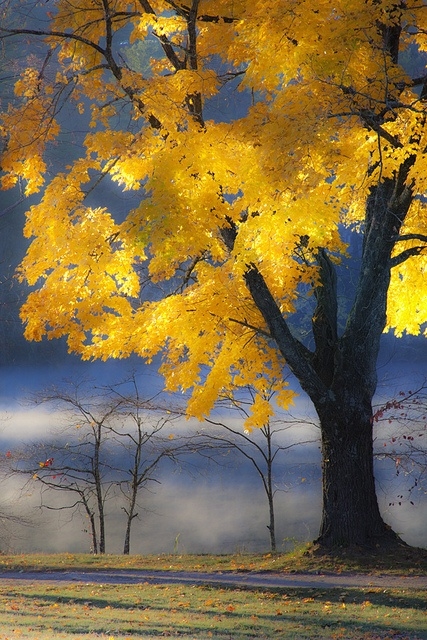 Tree with Yellow Leaves in Fall Tree with Yellow Leaves in Fall