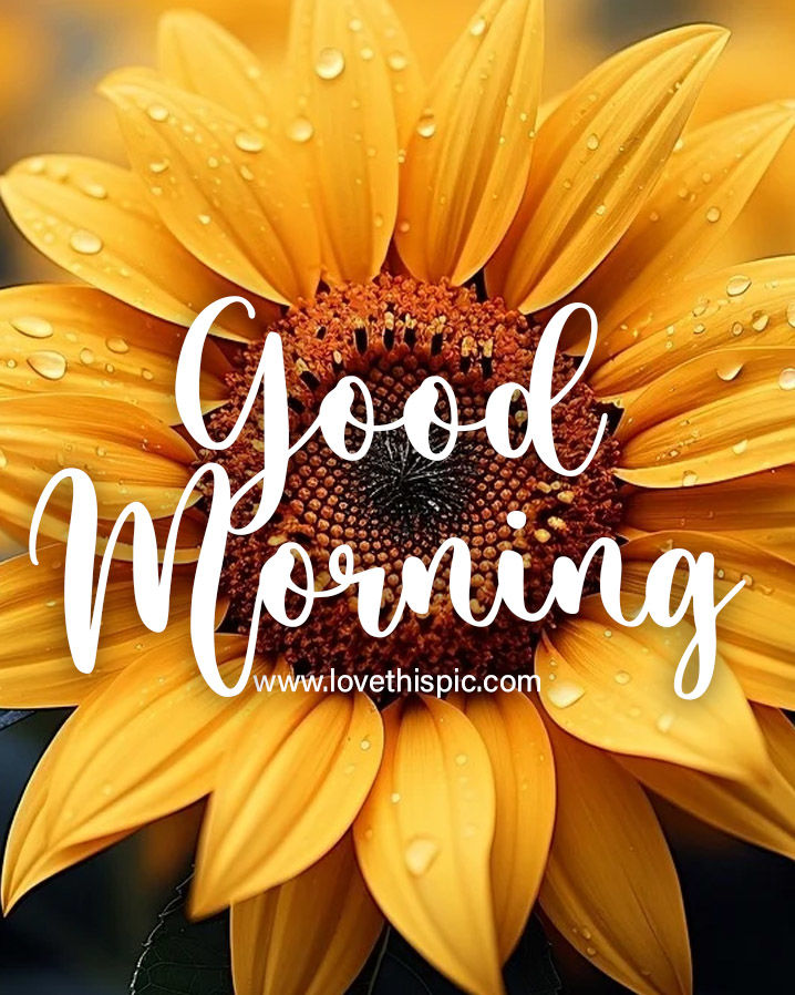 Good Morning Sunflower Pictures, Photos, and Images for Facebook