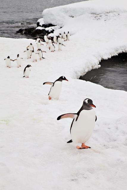 March of the penguins