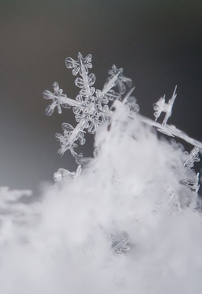 Macro snowflake Macro snowflake