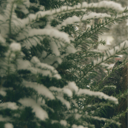 Snow covered tree