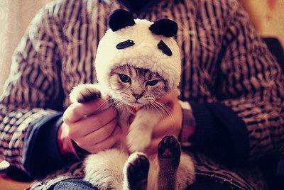 Dressed up cat