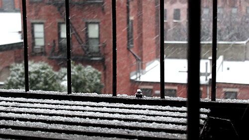 City snow