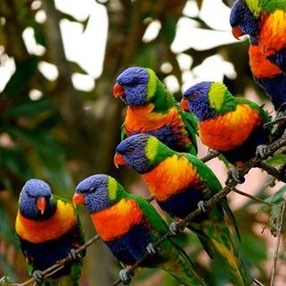 Beautiful Rainbow Lorikeets!! Beautiful Rainbow Lorikeets!!