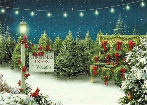 Christmas trees and wreaths Christmas trees and wreaths