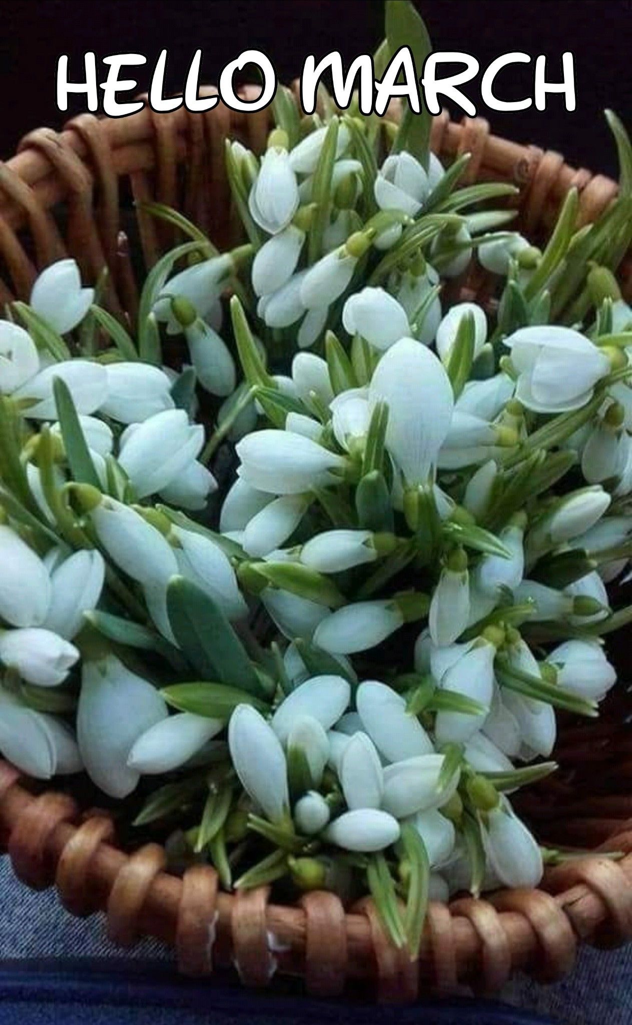 Hello March Flower Basket Pictures, Photos, and Images for Facebook