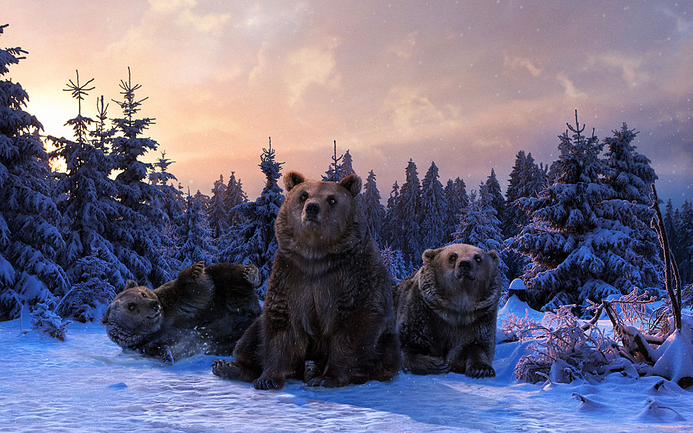 Angry bears Angry bears