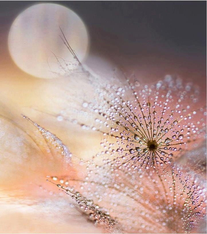 Close up of dew