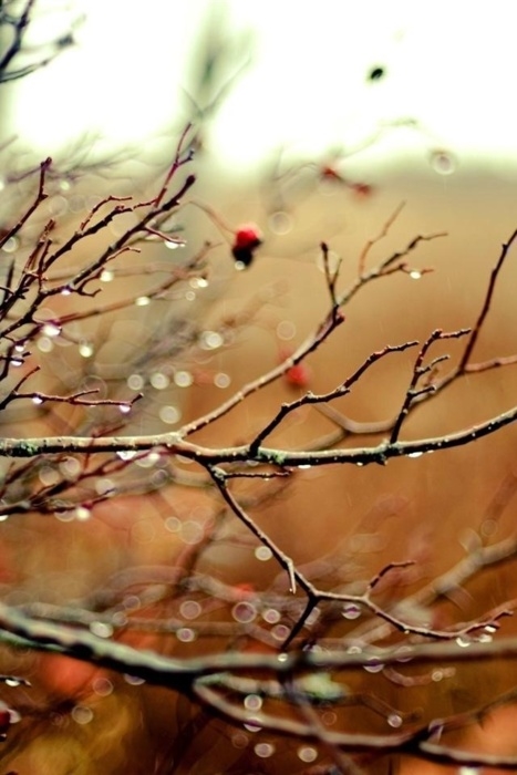 Wet branches Wet branches