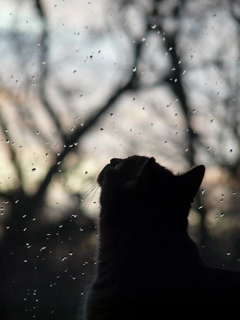 Cat watching rain Cat watching rain