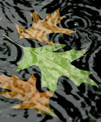Wet leaves Wet leaves