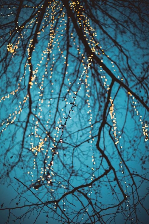 Tiny tree lights Tiny tree lights