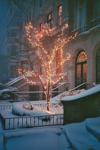 Lit up Brooklyn tree Lit up Brooklyn tree
