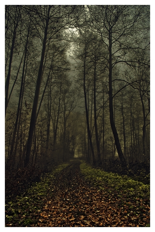 Barren trees