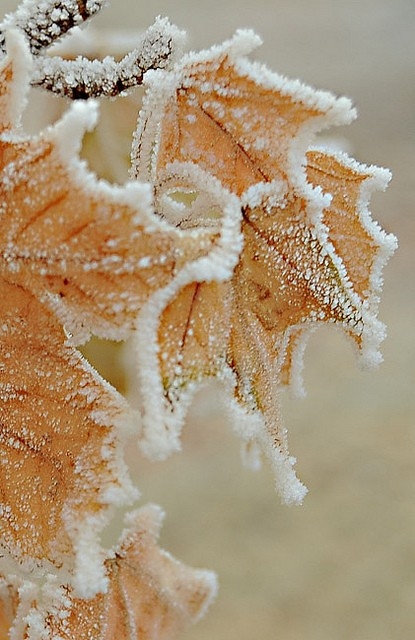 Frozen leaf