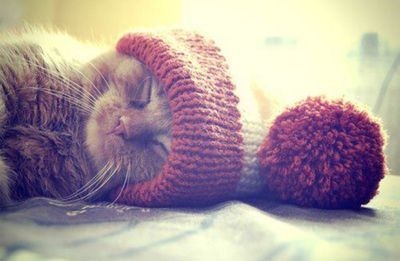 Sleeping cat