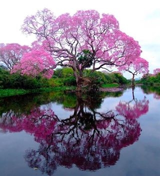 Brazilian Pink Tree!!
