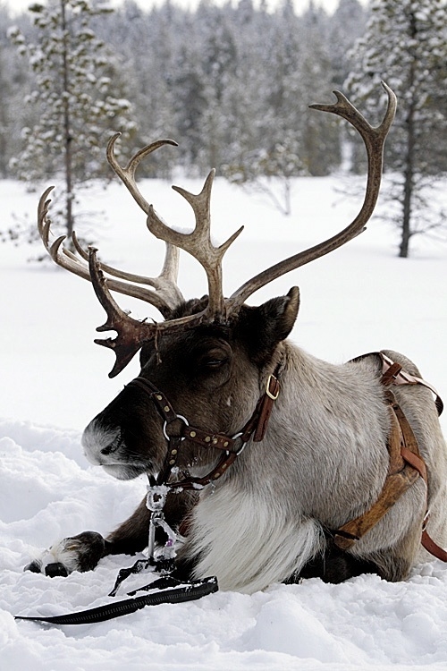 Reindeer