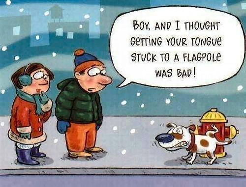 stuck dog
