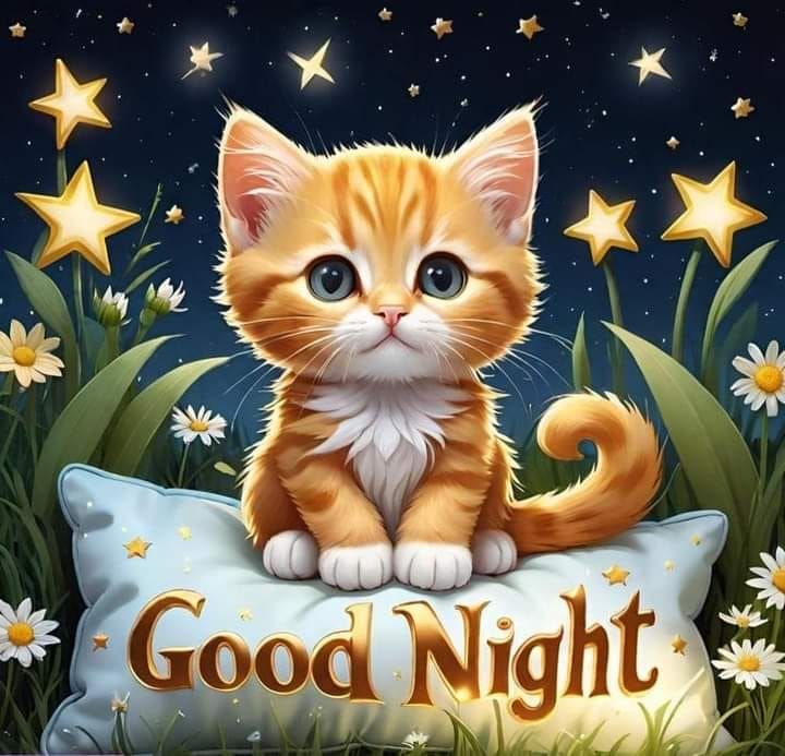 Good Night Kitten Quote Pictures, Photos, and Images for Facebook