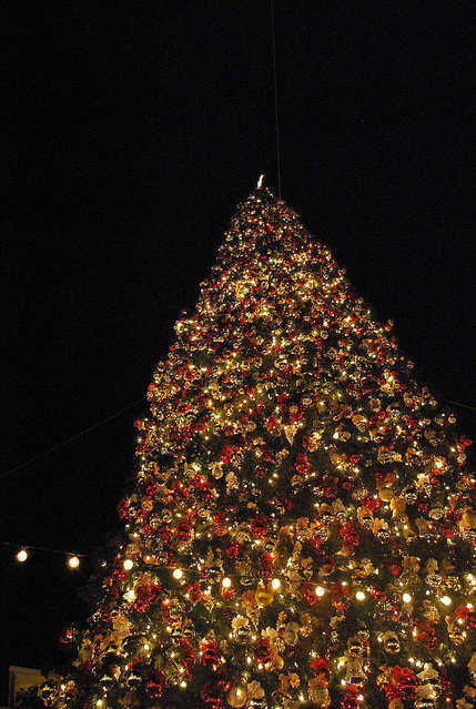 Extremely large christmas tree Extremely large christmas tree