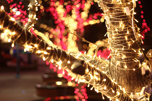 Christmas lights wrapped around the tree
