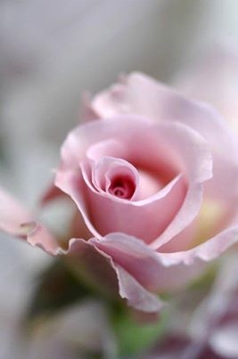 Silky Pink Rose!!