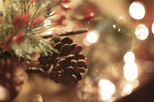 Pinecones Pinecones