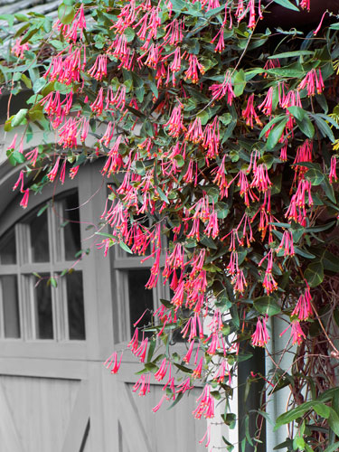 Plant coral honeysuckle Plant coral honeysuckle