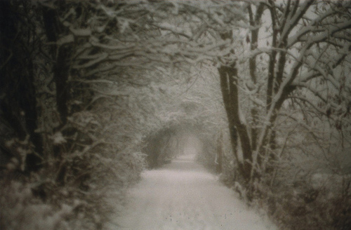 Snow in the winter Snow in the winter