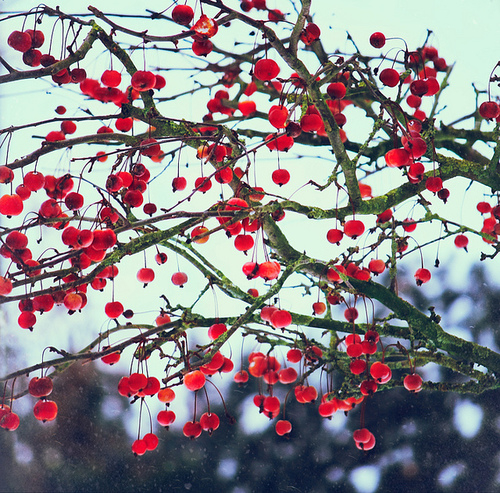 Cherry tree Cherry tree