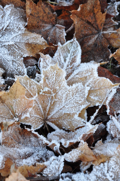 Snow on the leaves Snow on the leaves