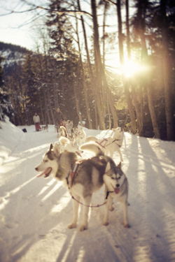 Snow dogs Snow dogs