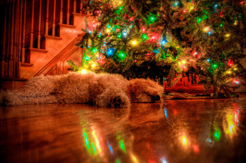 Sleeping dog