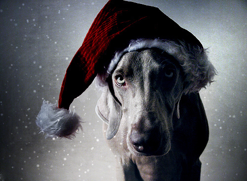 Santa dog