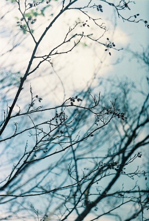 The simple yet beautiful tree The simple yet beautiful tree