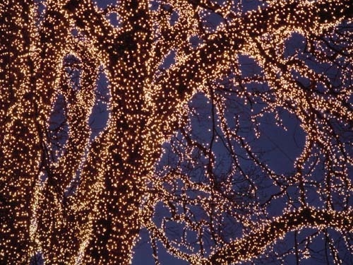 Festive lights