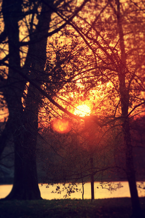 Sunset through the trees Sunset through the trees