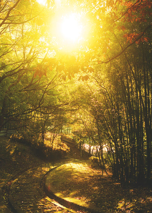 Golden rays Golden rays