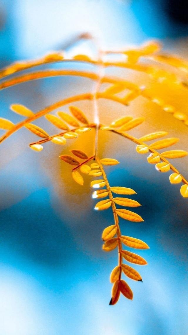 Fall Leaf