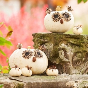 Cute Owl Pumpkins