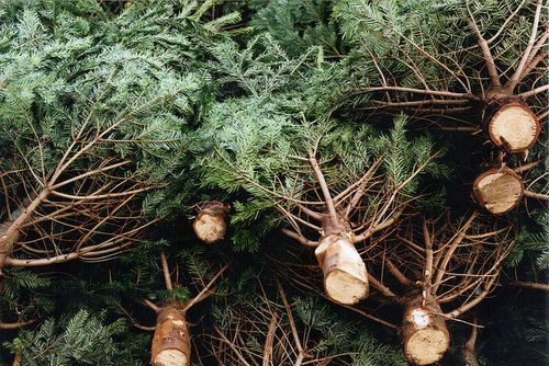 Fresh cut trees