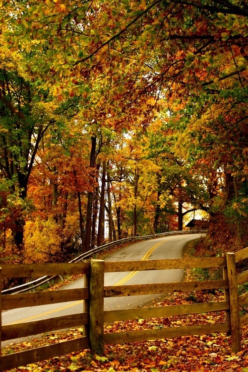 Autumn road