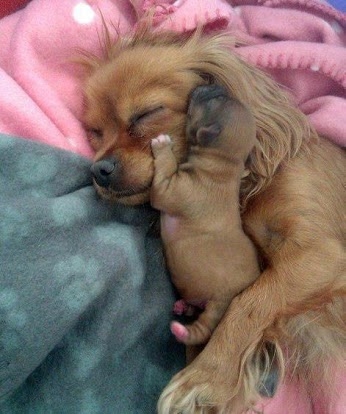 Dog and puppy