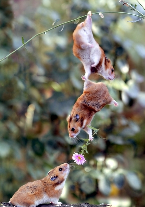 Hamster friends