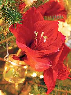 Hanging bud vase