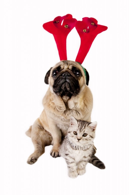 Christmas Dogs Pictures + Cats Images