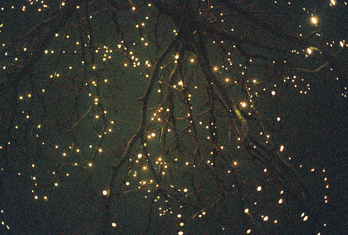 Beautiful tree lights