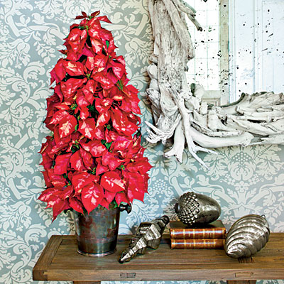 Poinsettia tree